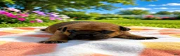 Staffordshire Bull Terrier dogs for sale: Staffordshire Bull Terrier 1 - Ad 1