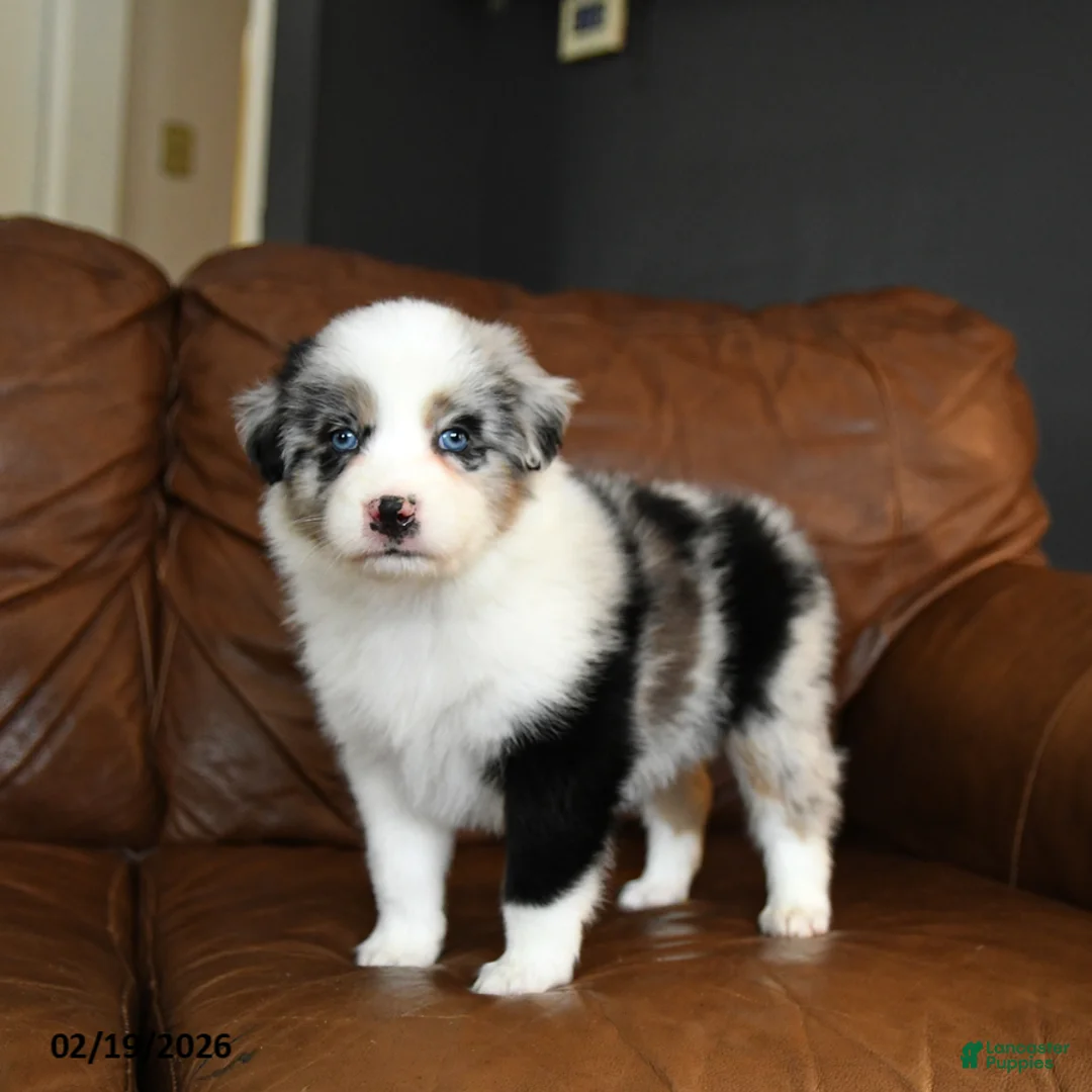 Australian Shepherd dogs for sale: Dutton - Ad 1