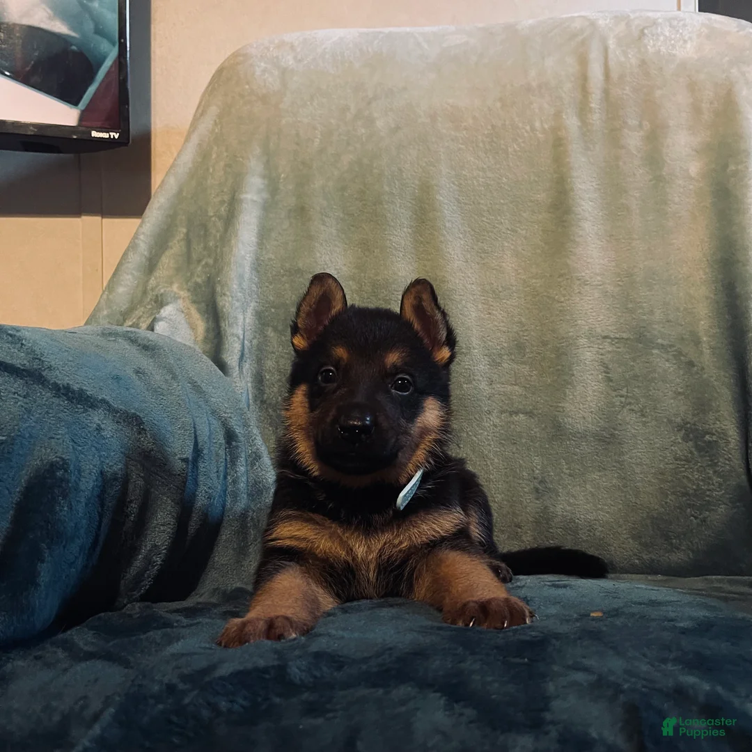 Golden Shepherd dogs for sale: German Shepherd Puppy 3 light blue boy - Ad 1