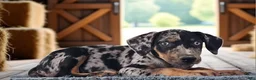 Catahoula Leopard Dog dogs for sale: Bug 2026 Female 1 - Ad 4