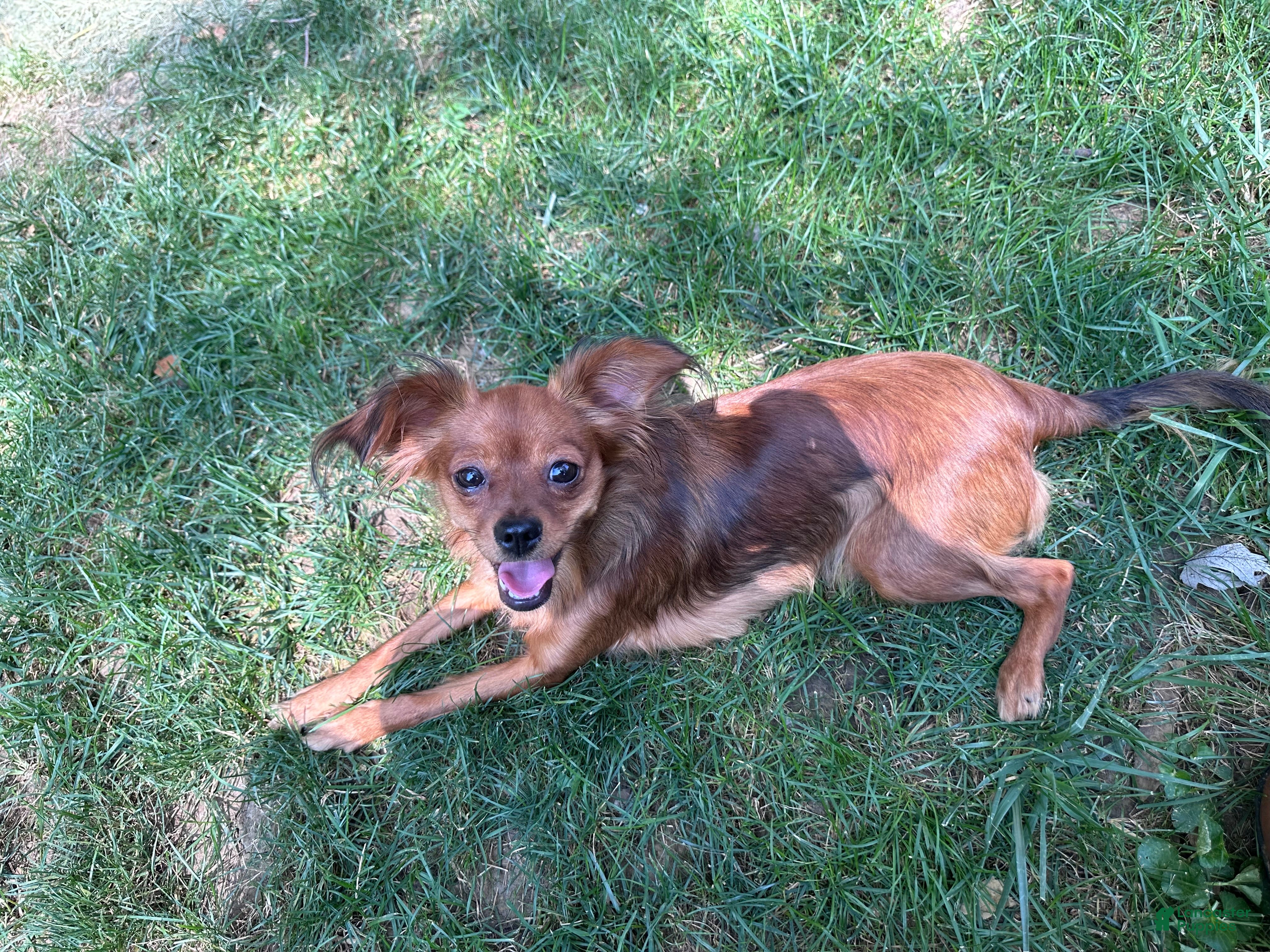 Penny 