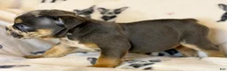 English Bulldog dogs for sale: Versace - Ad 67