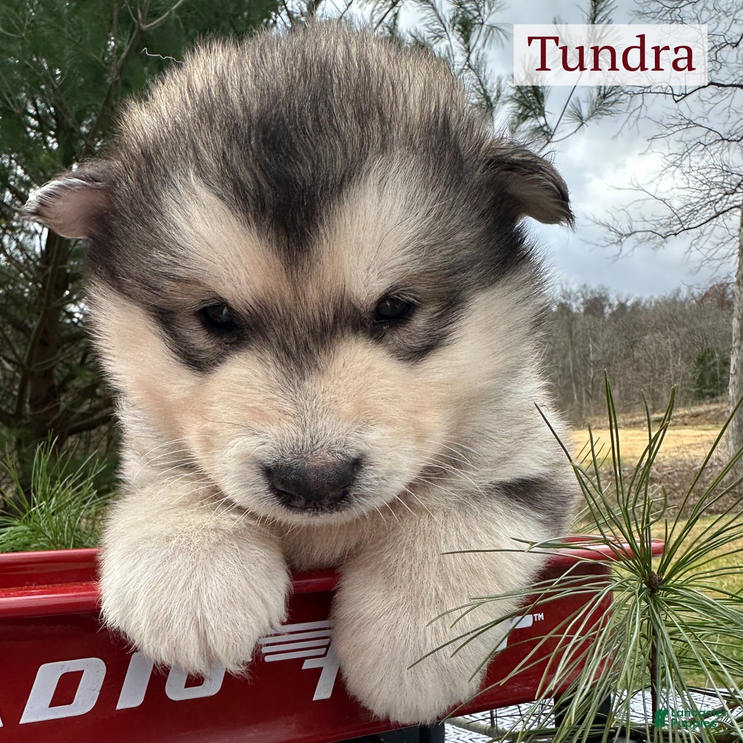 Alaskan Malamute dogs for sale: Tundra - Ad 2