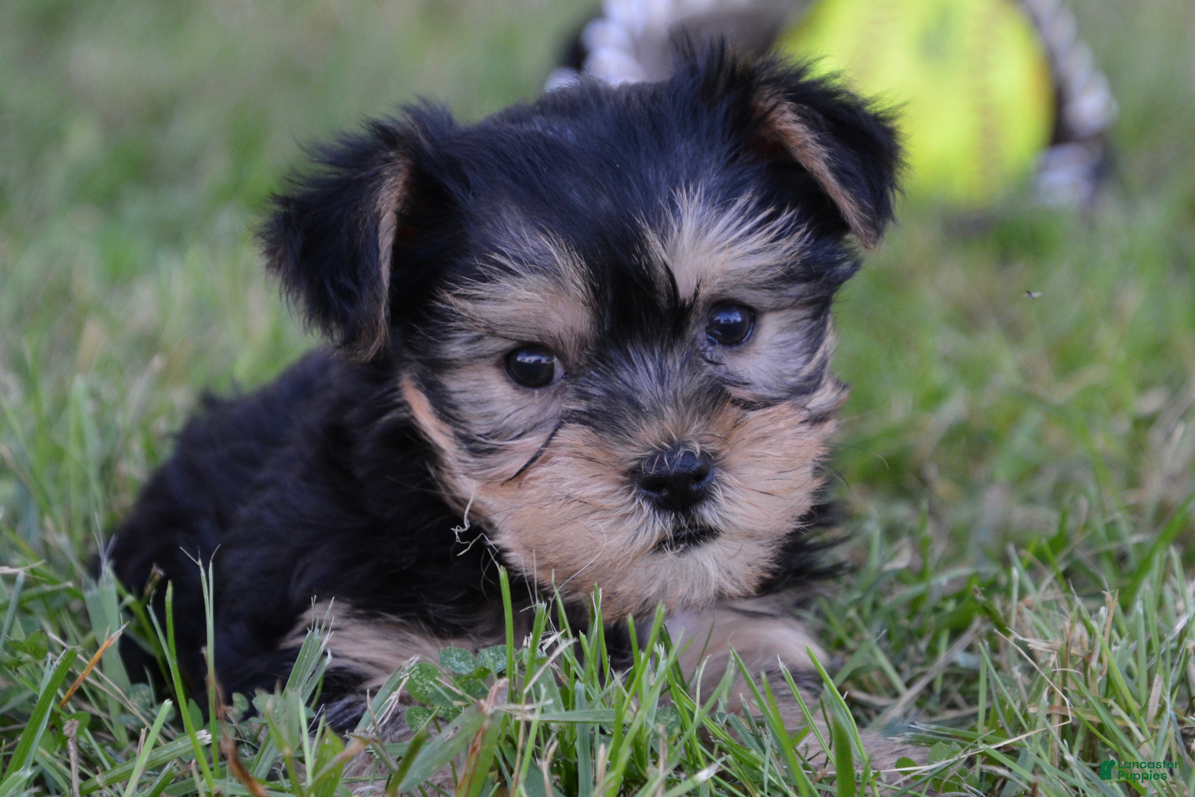 Yorkshire Terrier dogs Jaci - Ad 1