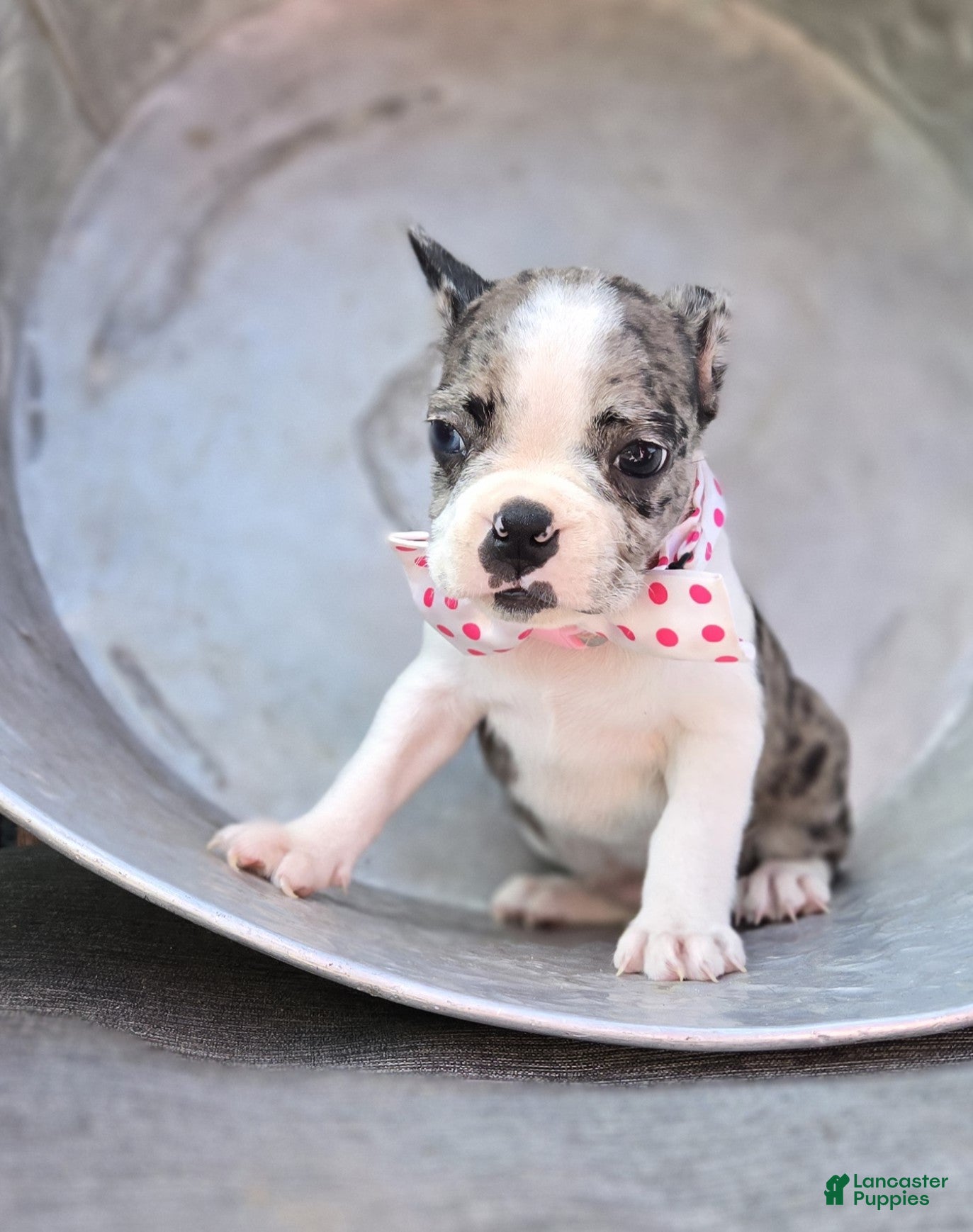 Boston Terrier dogs Dolly - Ad 1