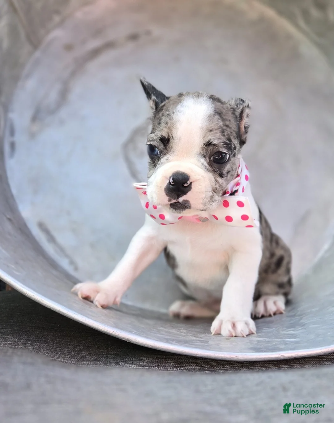 Boston Terrier dogs for sale: Dolly - Ad 1
