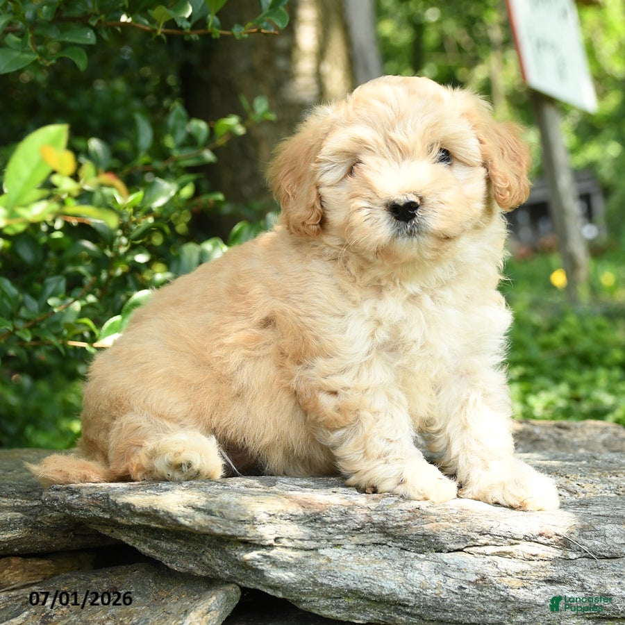 Maltipoo dogs for sale: Sandy - Ad 4