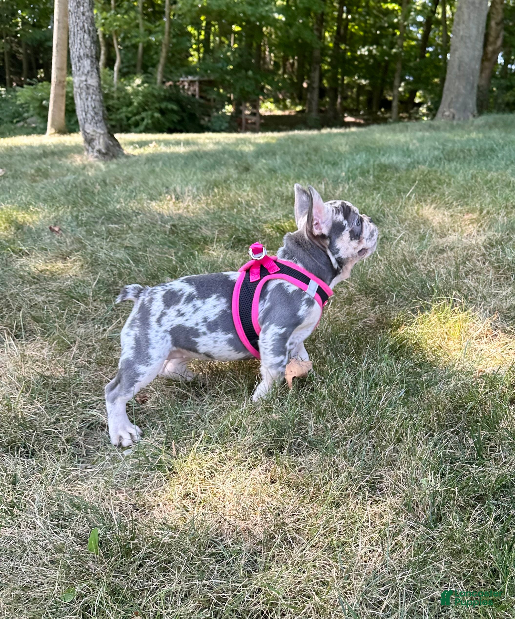 French Bulldog dogs Lily - Ad 1