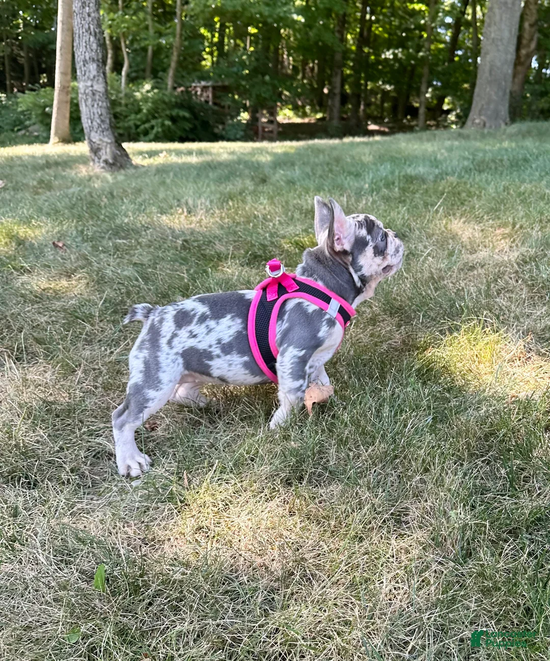 French Bulldog dogs for sale: Lily - Ad 1