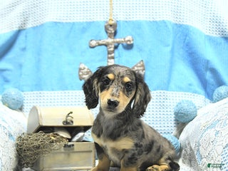 Miniature Dachshund dogs - Ad 41