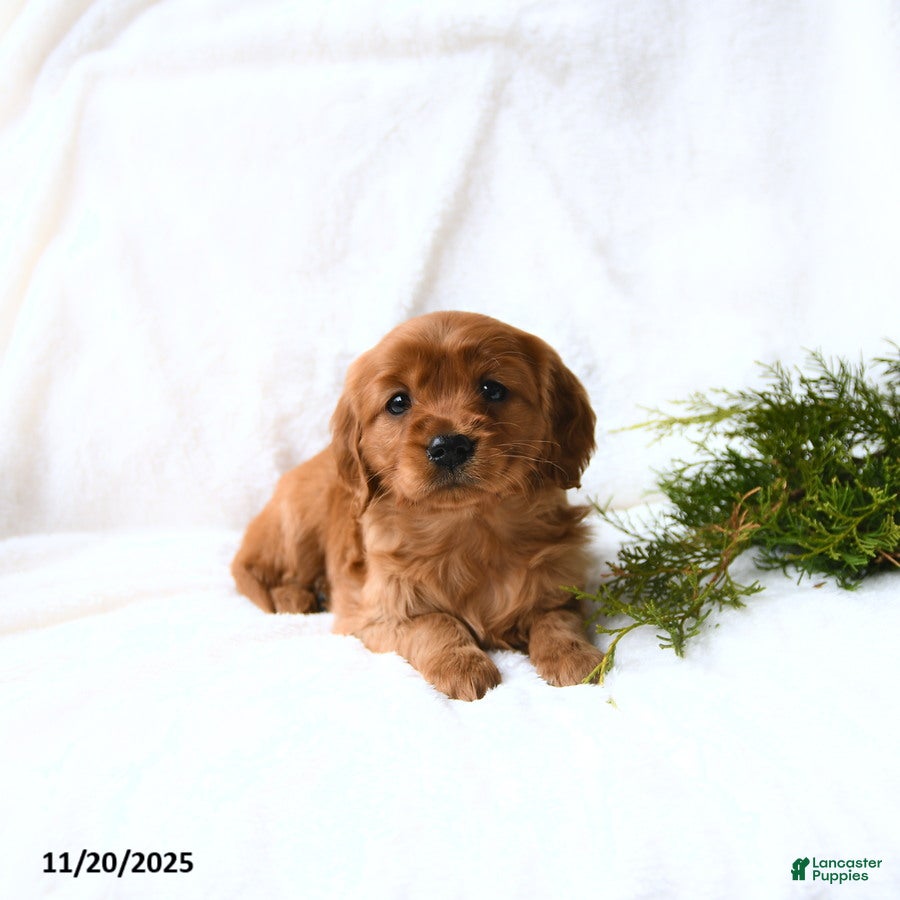 Miniature Golden Retriever dogs Hailey - Ad 7
