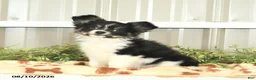 Papillon dogs for sale: Mitch - Ad 6