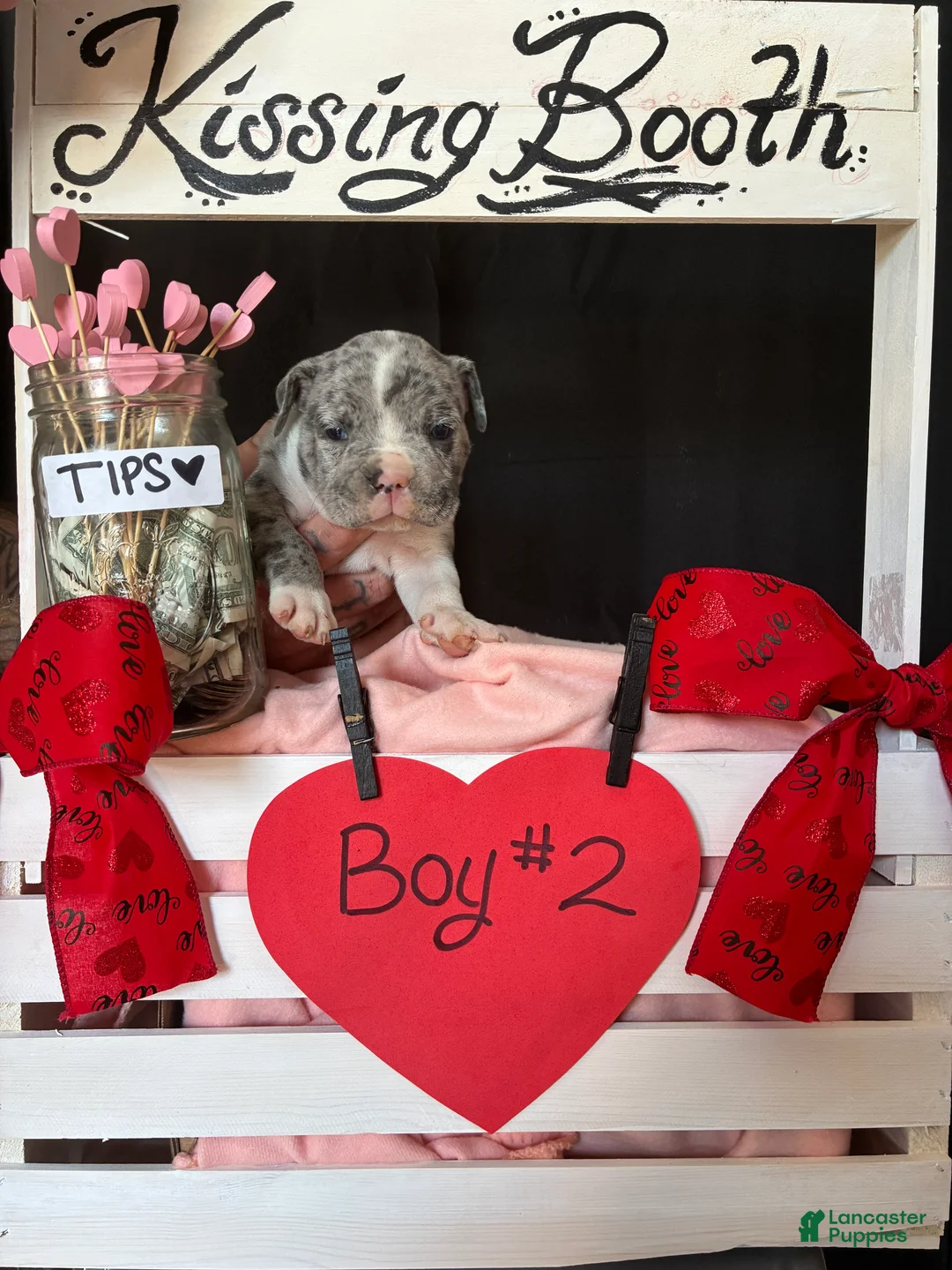 Olde English Bulldogge dogs for sale: Olde English Bulldogge Puppy 2 - Ad 1