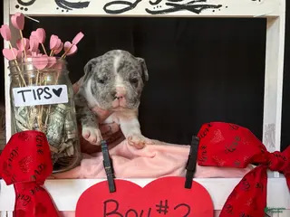 Olde English Bulldogge dogs Olde English Bulldogge Puppy 2 - Ad 26