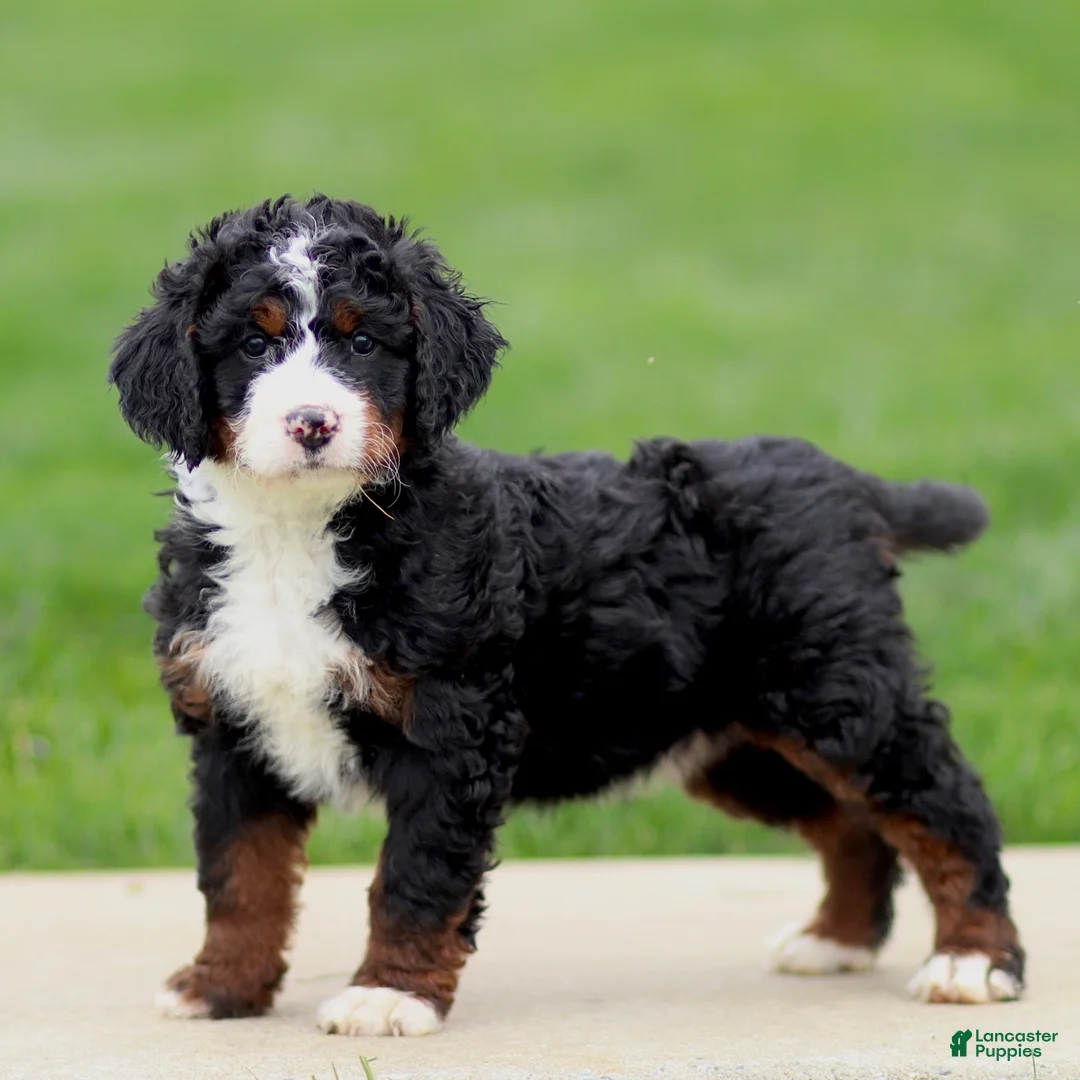 Bernedoodle dogs for sale: Eliana - Ad 2