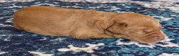 Labradoodle dogs for sale: Fern - Ad 8