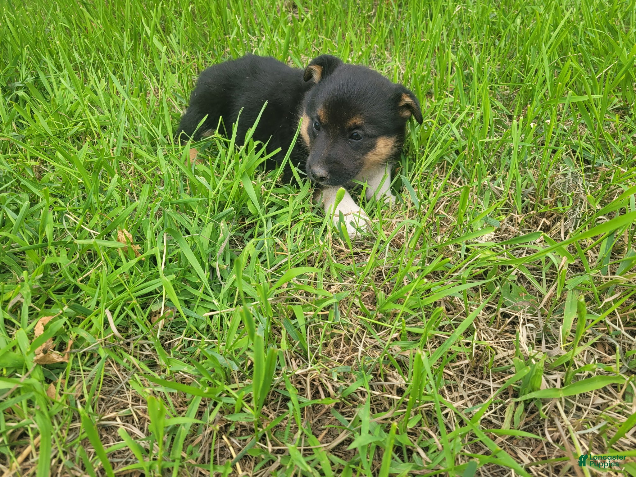 Mixed Breed dogs Stacy  - Ad 2