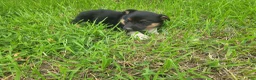 Mixed Breed dogs for sale: Stacy  - Ad 2