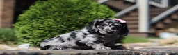 Dachshund dogs for sale: Brielle (AKC) - Ad 3