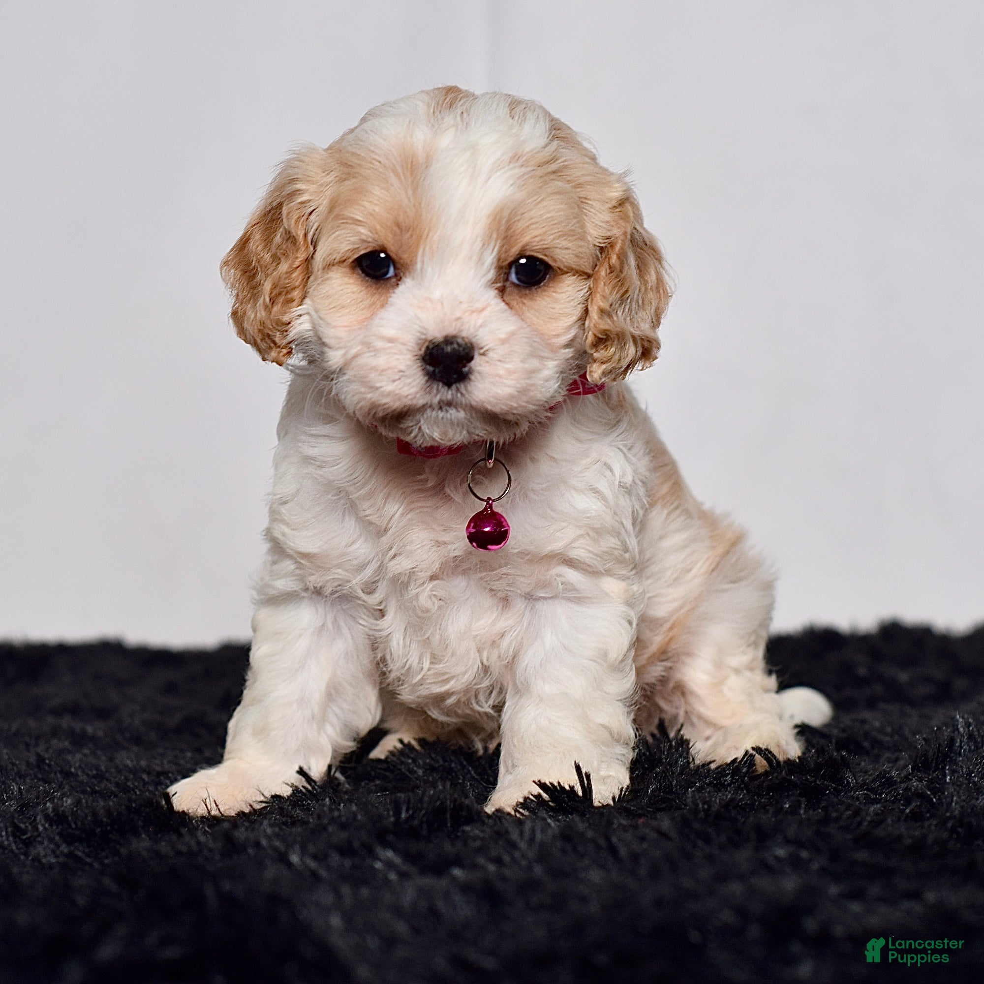 Cavapoo dogs for sale: Ms. Darla - Ad 3