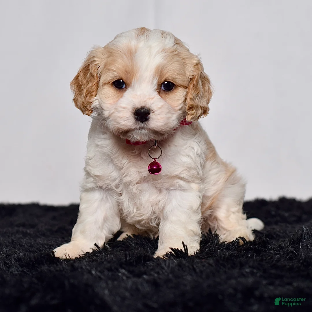Cavapoo dogs for sale: Ms. Darla - Ad 1