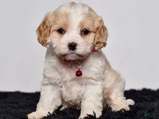 Cavapoo dogs for sale: Ms. Darla - Ad 3