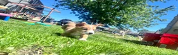 Welsh Corgi Pembroke dogs for sale: Possum - Ad 6