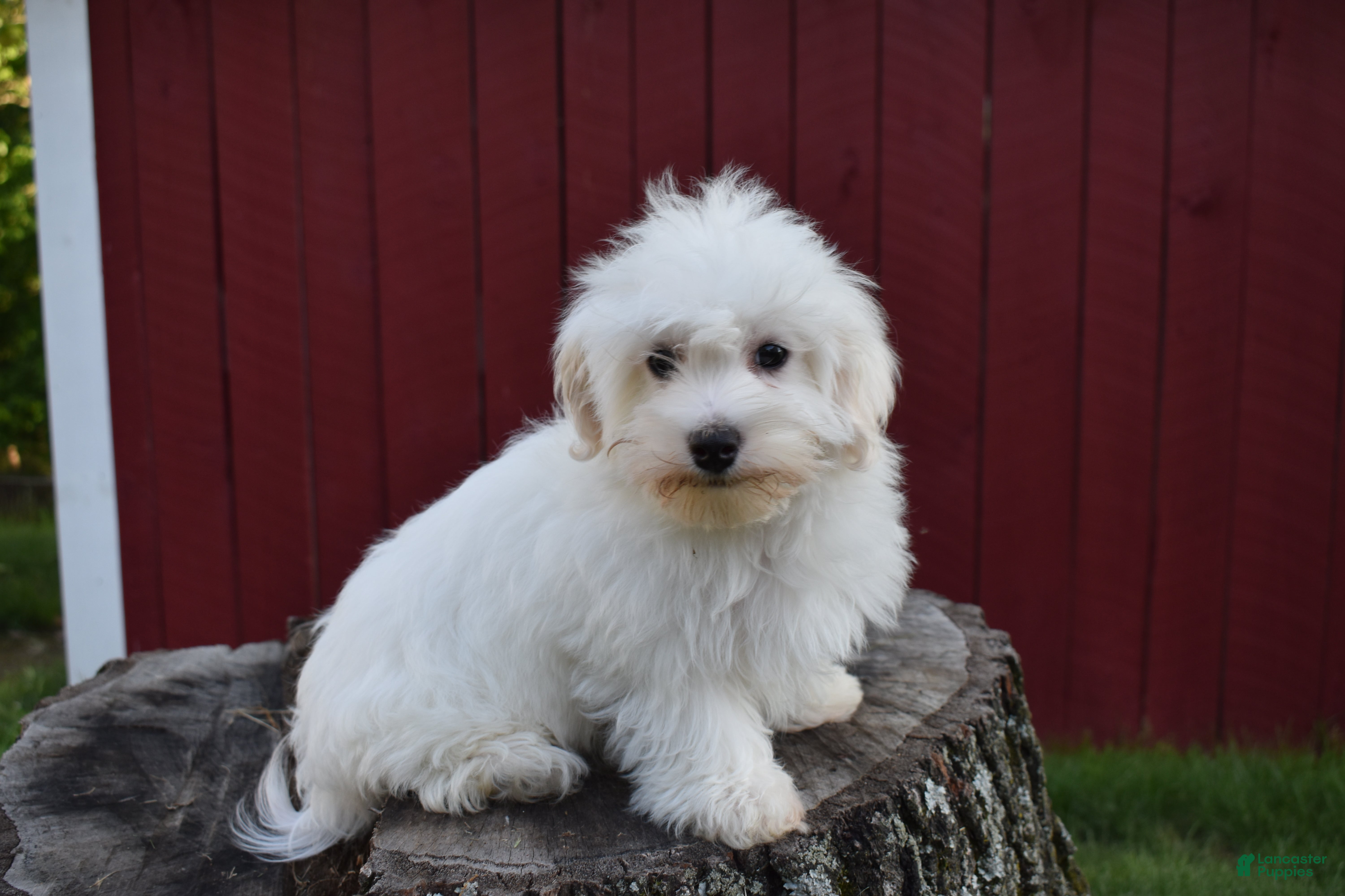 Maltese dogs  Jaden - Ad 2