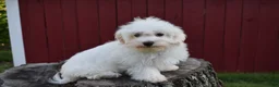Maltese dogs for sale:  Jaden - Ad 3