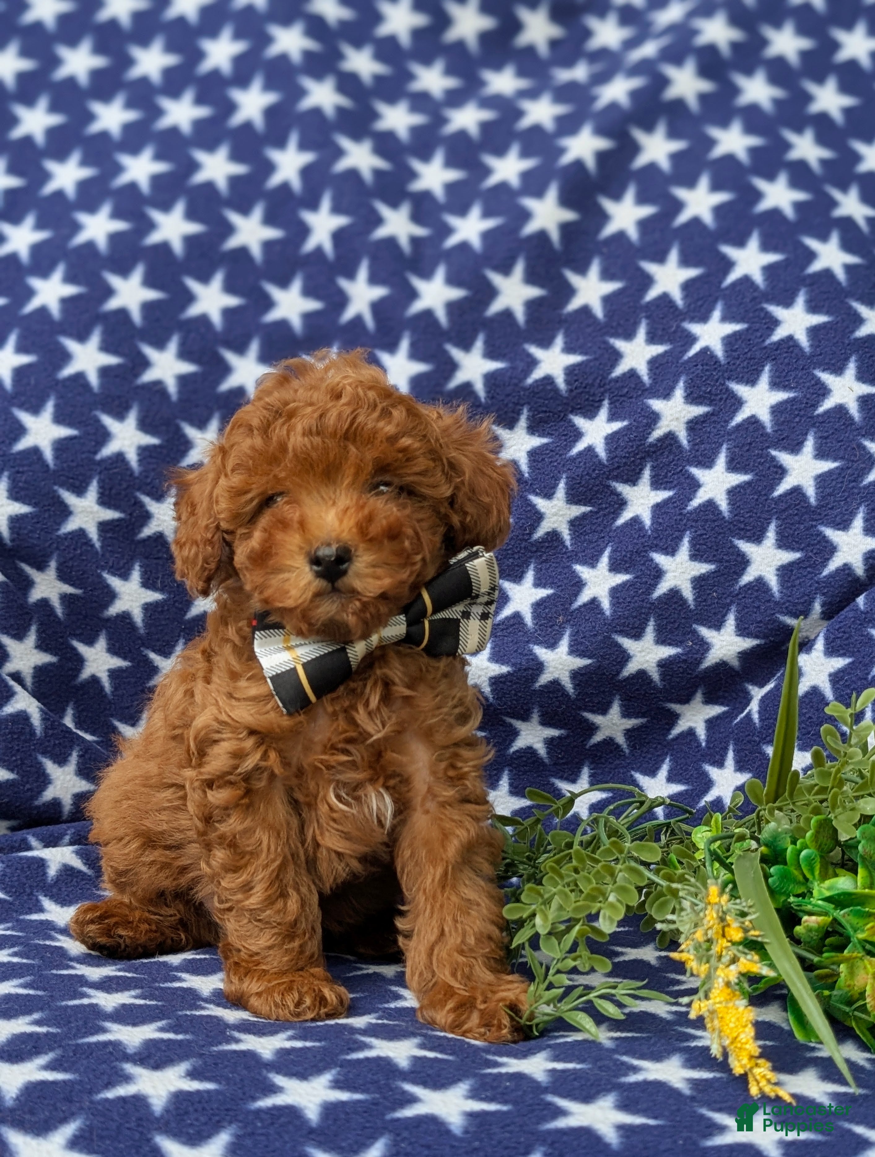 Miniature Poodle dogs Skittles - Ad 2