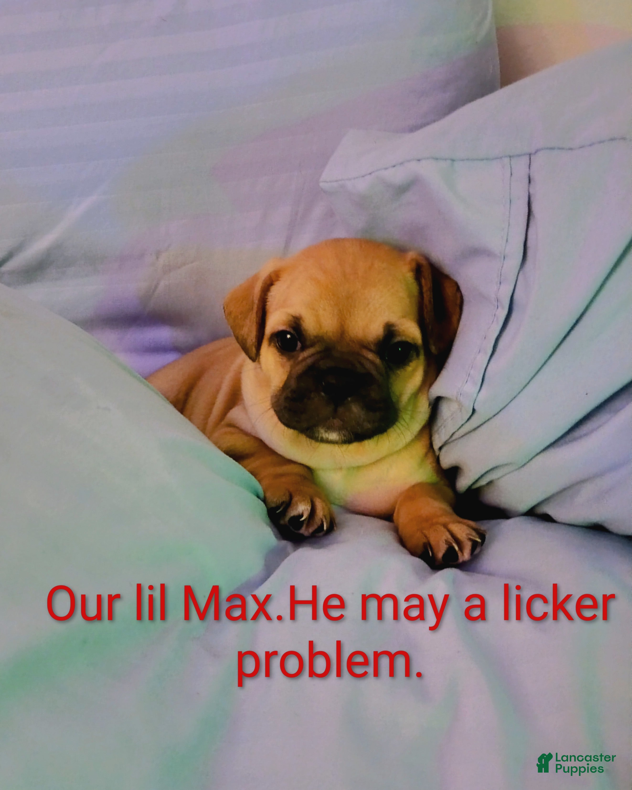 Frug dogs Frug Puppy 1 - Ad 1