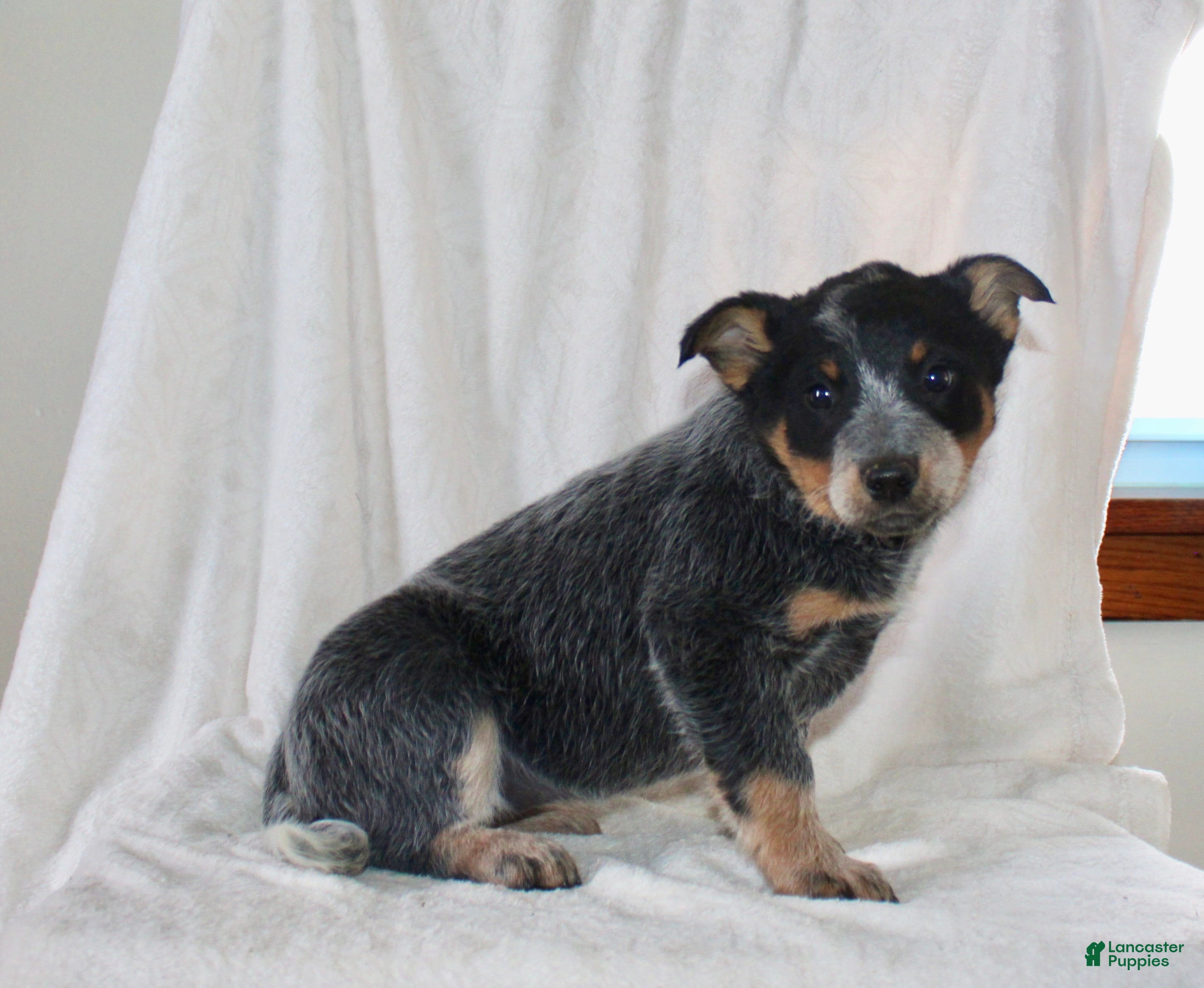 Australian Cattle Dog dogs Molly - Ad 1