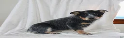 Australian Cattle Dog dogs for sale: Molly - Ad 3