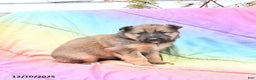 Mixed Breed dogs for sale: Blossom - Ad 2