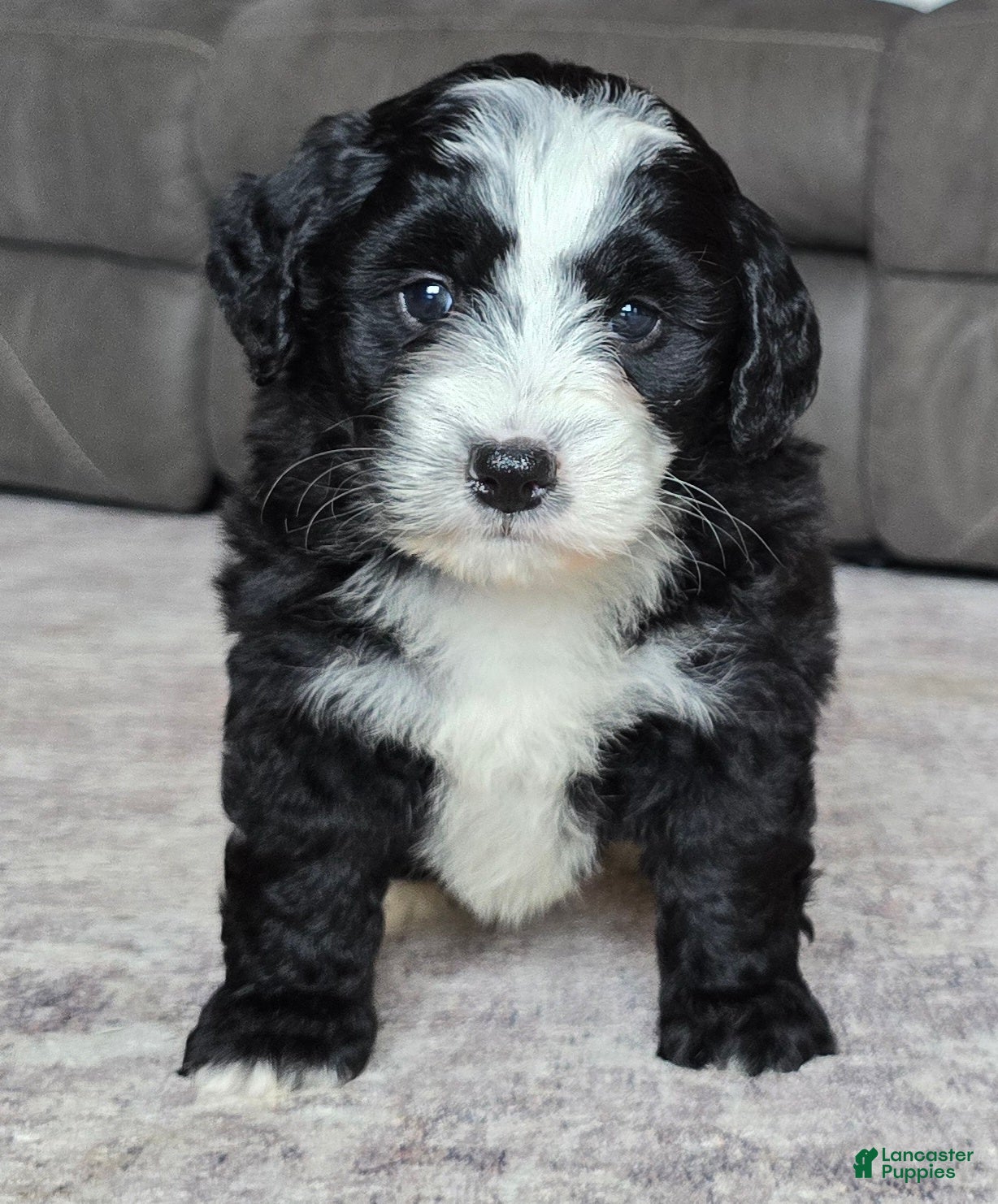 Mini Bernedoodle dogs Mini Clover - Ad 1