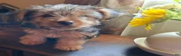 Shorkie dogs for sale: Lil Chris - Ad 7