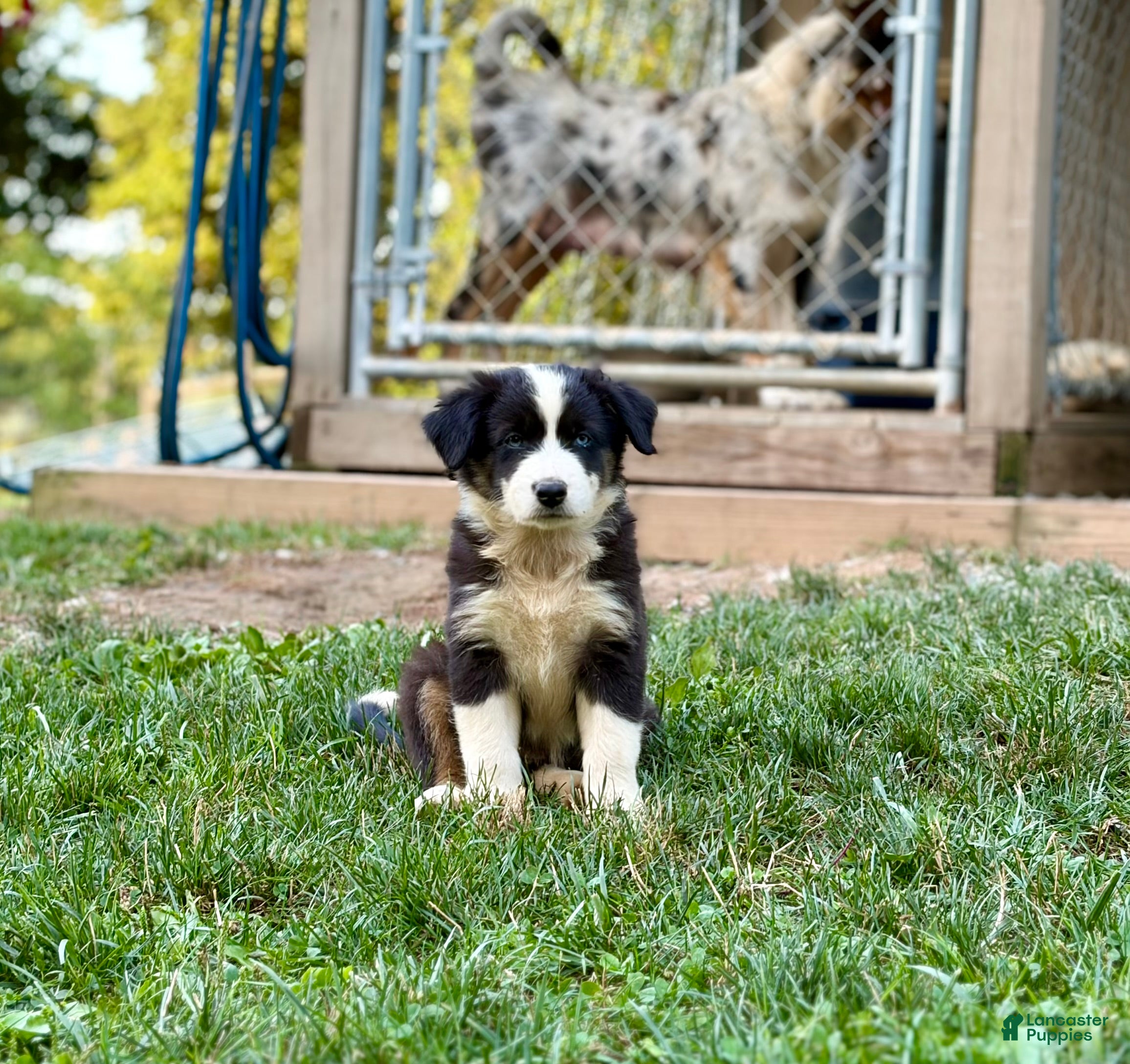 Australian Shepherd dogs Maple - Ad 1