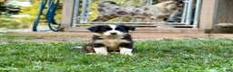Australian Shepherd dogs for sale: Maple - Ad 1