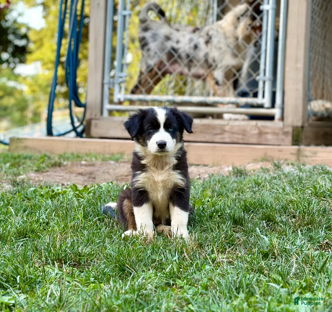 Australian Shepherd dogs for sale: Maple - Ad 1