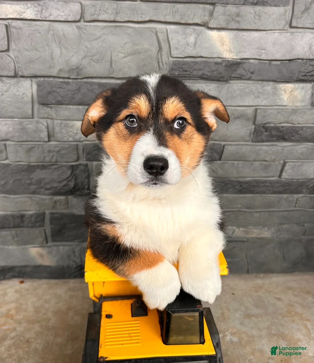 Welsh Corgi Pembroke dogs for sale: Cleo - Ad 5