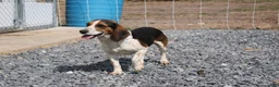 Beagle dogs for sale: Elikhana - Ad 10