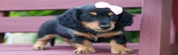 Miniature Dachshund dogs for sale: Tessa 💞 - Ad 16