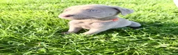 Labrador Retriever dogs for sale: Kimber - Ad 3