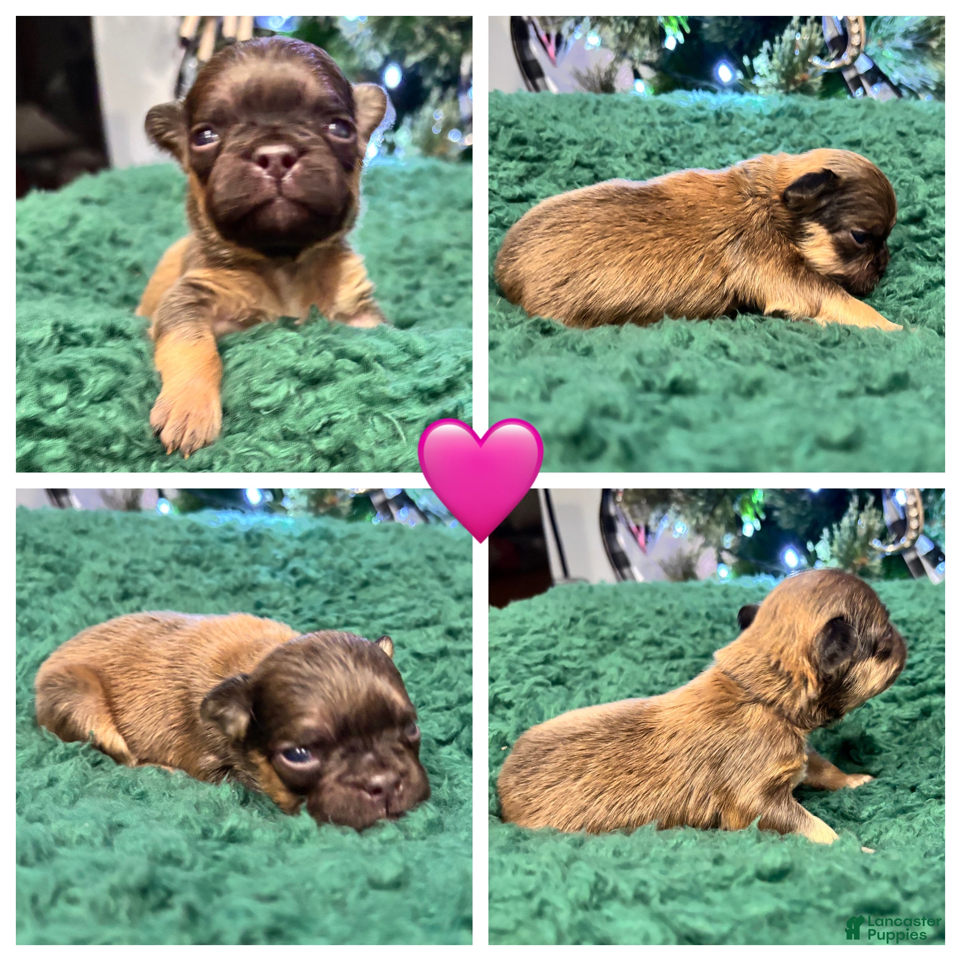 French Bulldog dogs French Bulldog Puppy 5 - Ad 1
