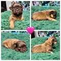 French Bulldog Puppy 5
