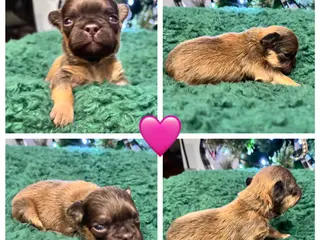 French Bulldog dogs French Bulldog Puppy 5 - Ad 4