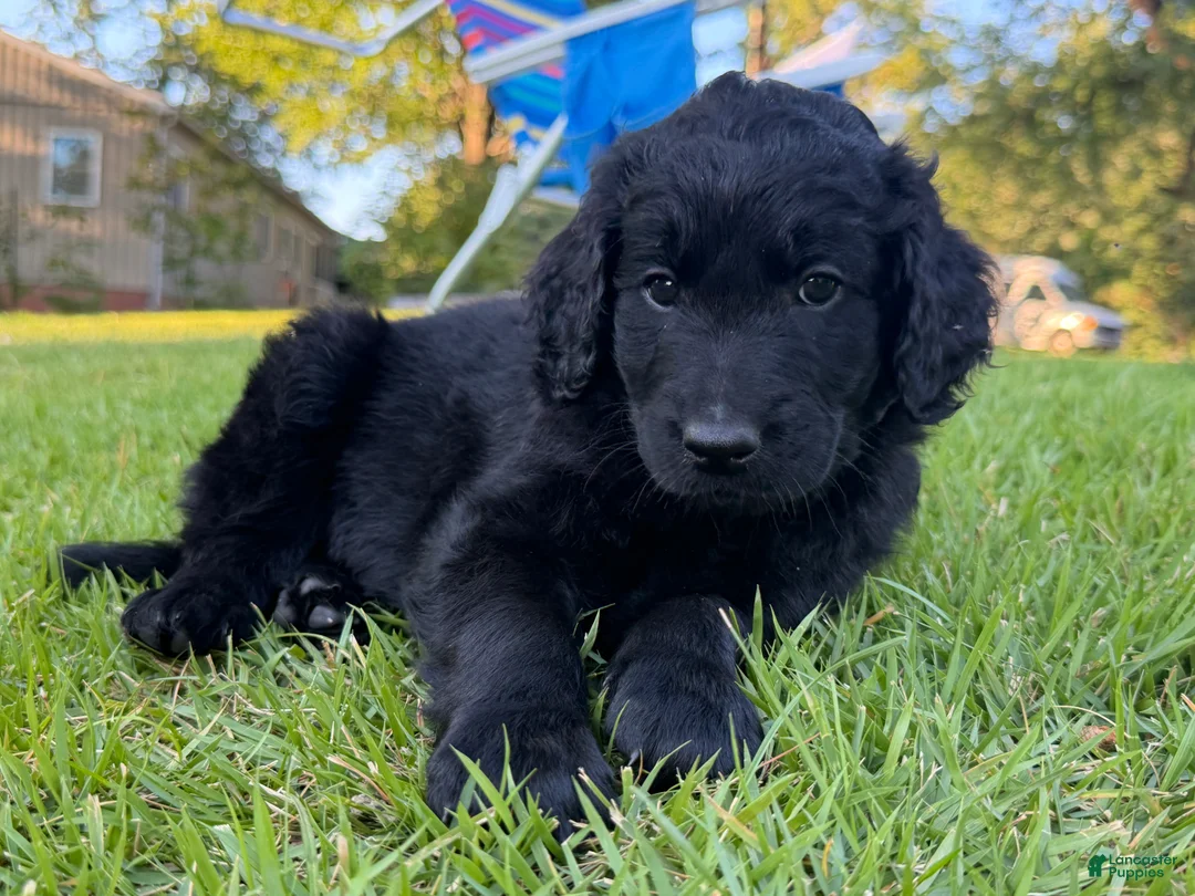 Goldendoodle dogs for sale: Collin  - Ad 2
