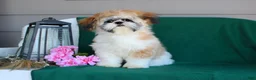 Shih Tzu dogs for sale: BitsyBaby - Ad 7