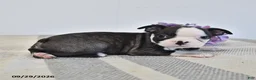 Boston Terrier dogs for sale: Hazel - Ad 3