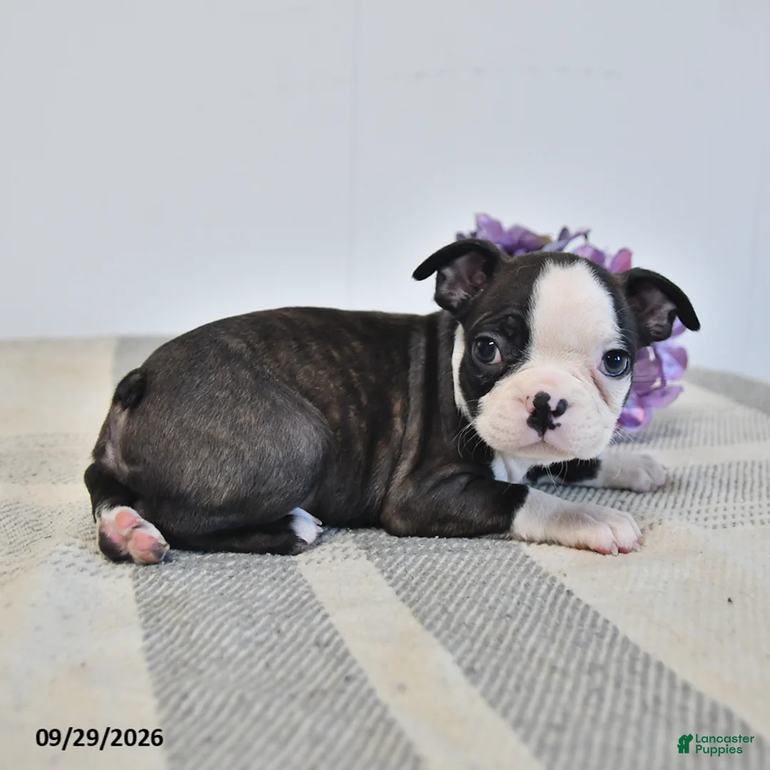 Boston Terrier dogs for sale: Hazel - Ad 3